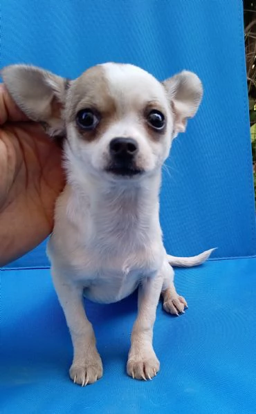 Cuccioli di Chihuahua toy