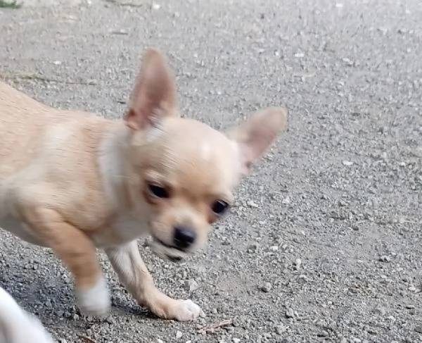 Cuccioli di Chihuahua toy | Foto 0