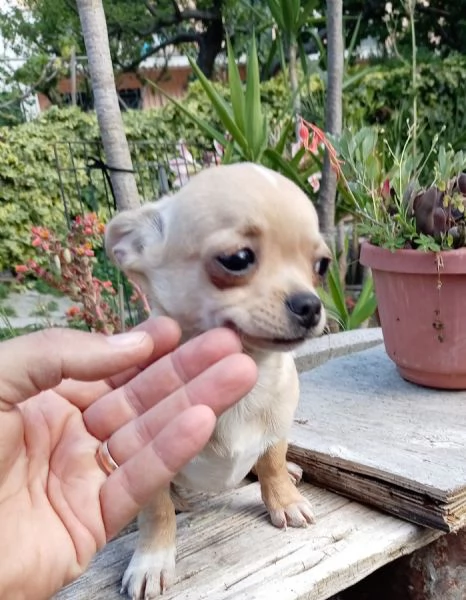 Cuccioli di Chihuahua toy | Foto 0