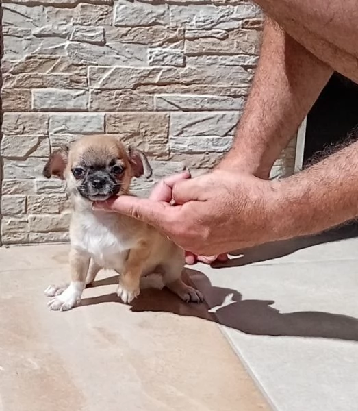 Cucciole di Chihuahua toy