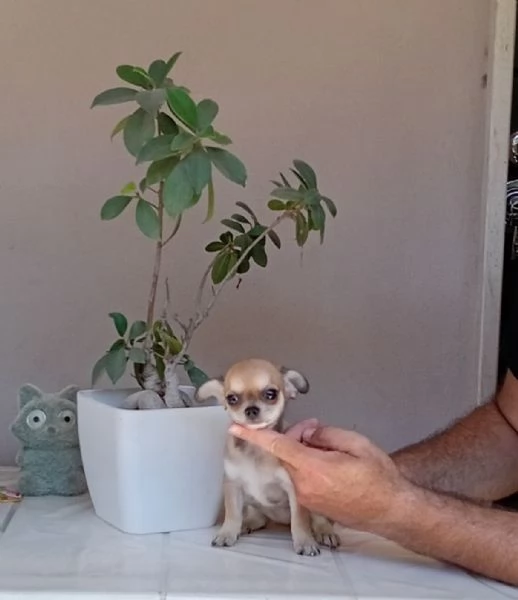 Cucciole di Chihuahua toy | Foto 1