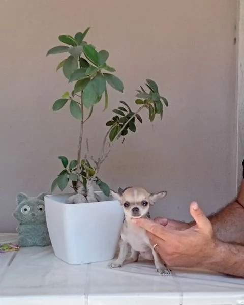 Cucciole di Chihuahua toy | Foto 0