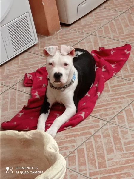 amstaff femmina 