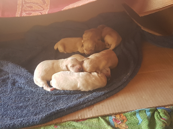 Regalo Cucciolo Da Privato A Pa Regalo Cuccioli Incrocio Volpino E
