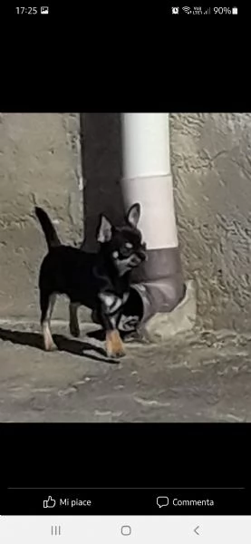 vendo tricolore di 5 ann  con pedigree  se interessati contatto telefonico  dove vi darò più lucidaz