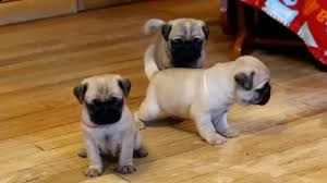 regalo cuccioli di carlino | Foto 0