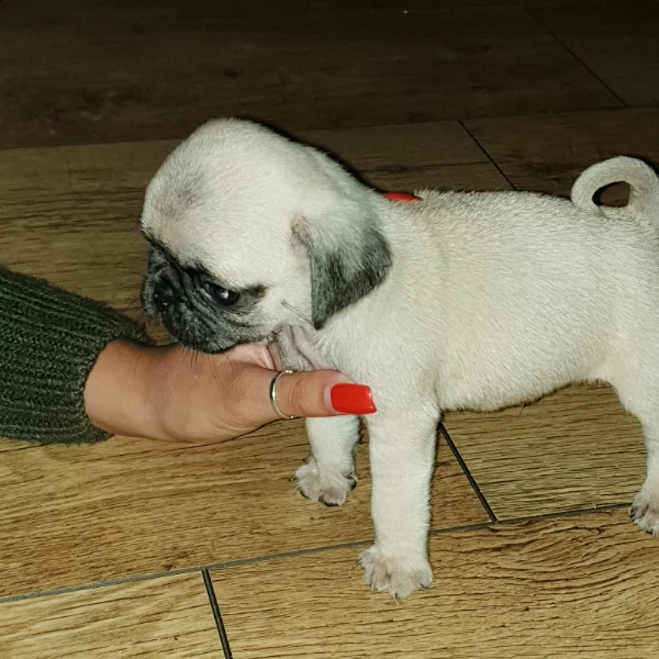regalo cuccioli di carlino