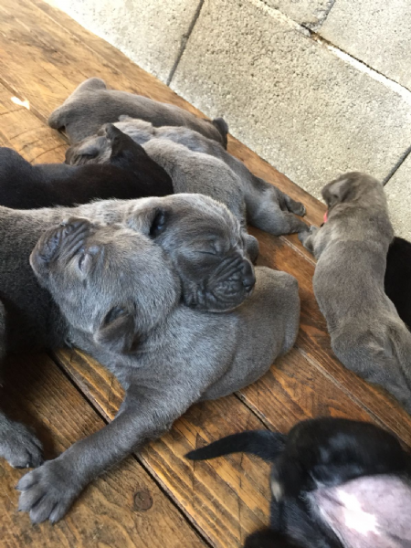 Vendita Cucciolo Cane Corso Da Privato A Roma Cucciolata Di Cane Corso