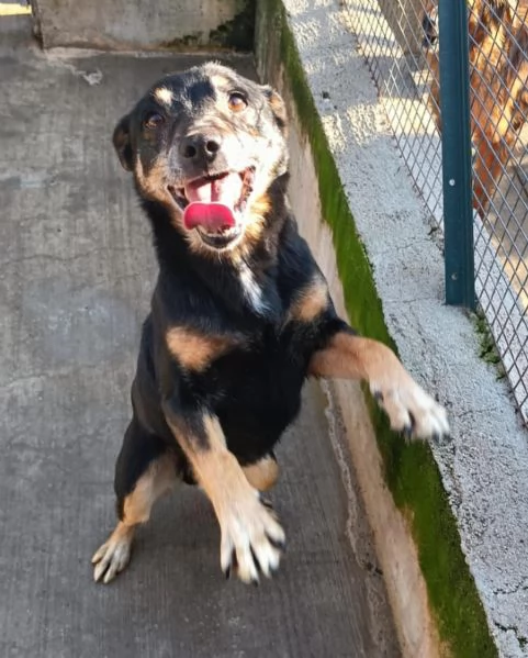 FIGARO dolce cagnolino cerca casa  adozione canile di Latina | Foto 0