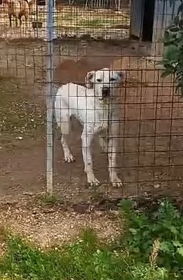 PIPPO simil incrocio dogo argentino 