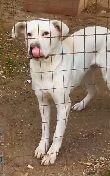 PIPPO simil incrocio dogo argentino  | Foto 0