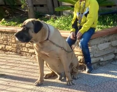 ALDO il gigante buono che senza colpe verr abbandonato | Foto 2