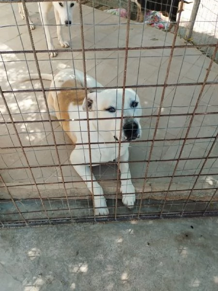 EROS mix Amstaff