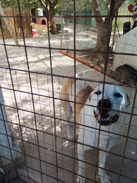 EROS mix Amstaff | Foto 0