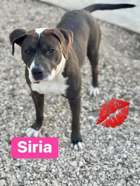 SIRIA graziosa mix pitbullina