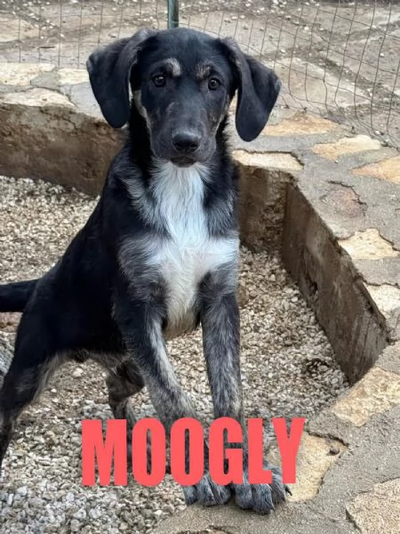 MOOGLY cucciolo delizioso