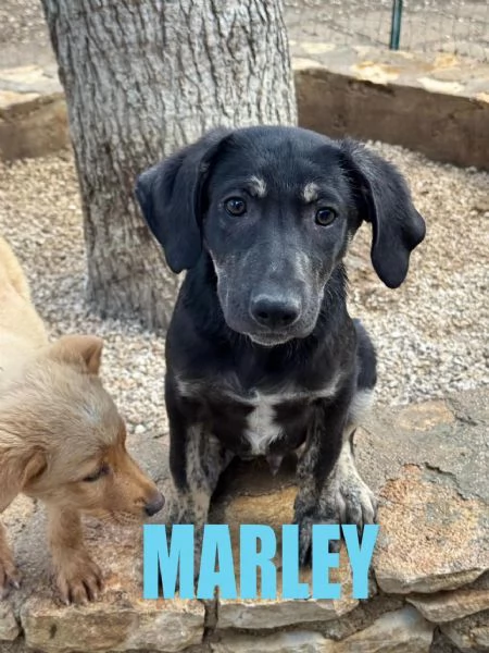 MARLEY  meticcio di razza pura