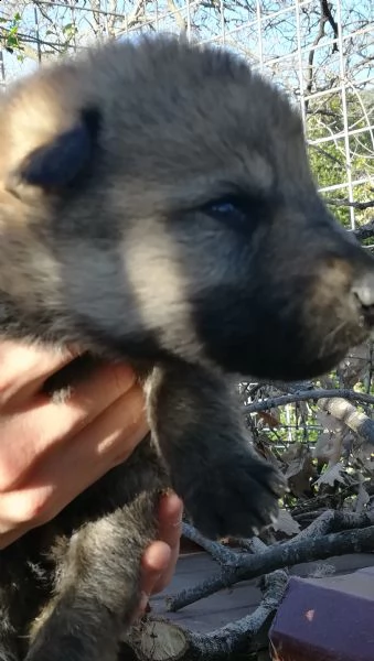 cuccioli di lupo cecoslovacco  | Foto 1