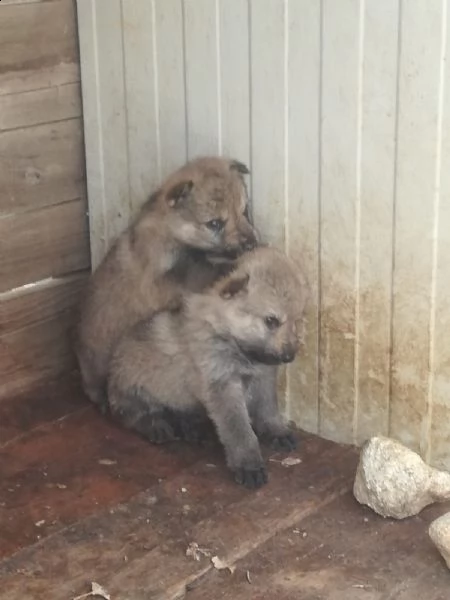 cuccioli di lupo cecoslovacco  | Foto 0
