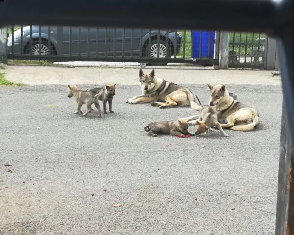 cuccioli lupo cecoslovacco | Foto 6