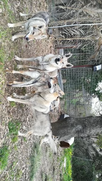 cuccioli lupo cecoslovacco | Foto 2