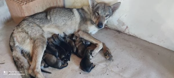 cuccioli lupo cecoslovacco | Foto 0