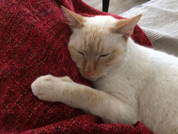 Regalo Siamese Da Privato A Genova Regalo Gatto Siamese Thai 10062018