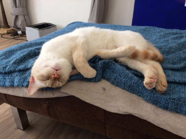 Regalo Siamese Da Privato A Genova Regalo Gatto Siamese Thai 10062018