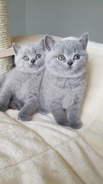 Vendita British Da Privato A Fermo Gatti British Shorthair 10062018