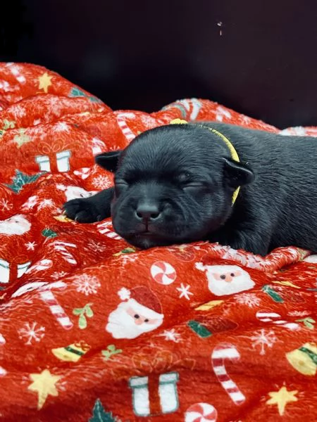 staffordshire bull terrier con pedigree enci