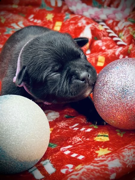staffordshire bull terrier con pedigree enci | Foto 6