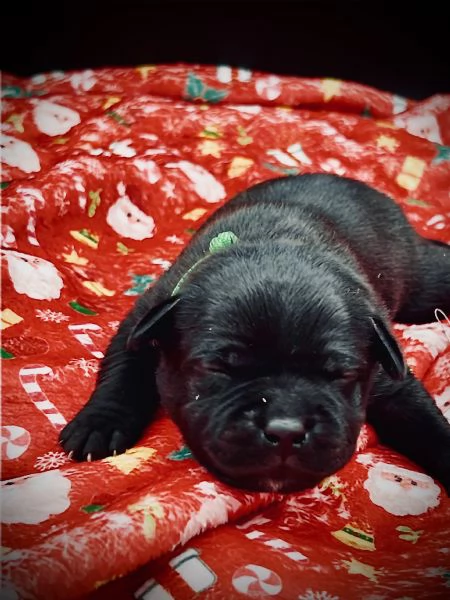 staffordshire bull terrier con pedigree enci | Foto 5