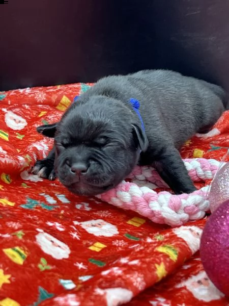 staffordshire bull terrier con pedigree enci | Foto 3