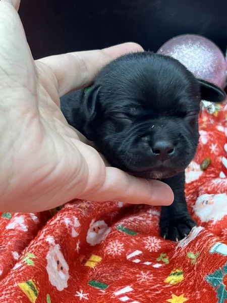 staffordshire bull terrier con pedigree enci | Foto 1