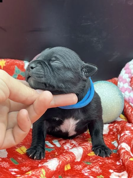 staffordshire bull terrier con pedigree enci | Foto 0