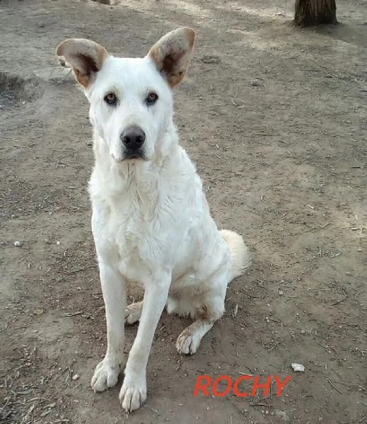 rocky bianco taglia media contenuta