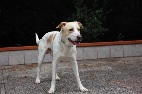 Toby cane coccoloso adozione responsabile a Pavia | Foto 5