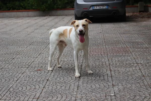 Toby cane coccoloso adozione responsabile a Pavia | Foto 1
