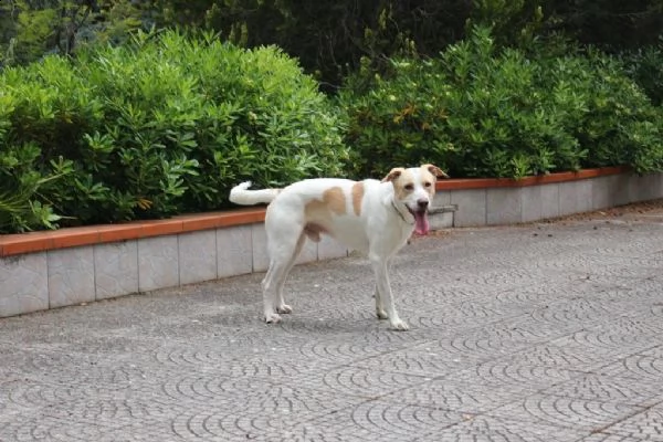 Toby cane coccoloso adozione responsabile a Pavia | Foto 0