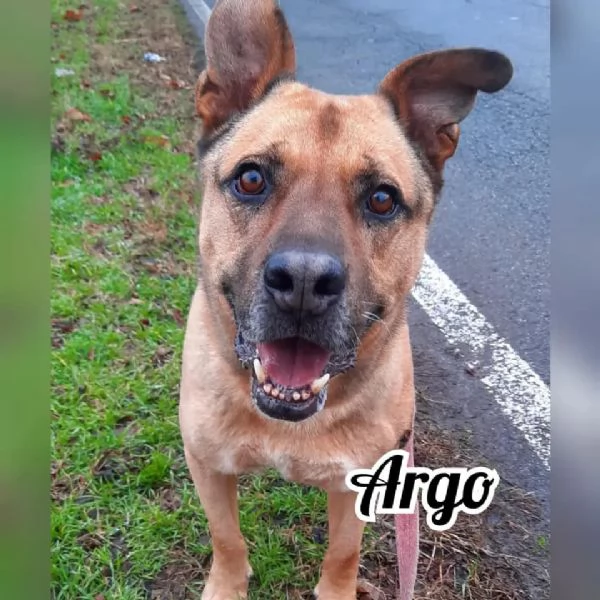 Argo per amanti della razza pitbull