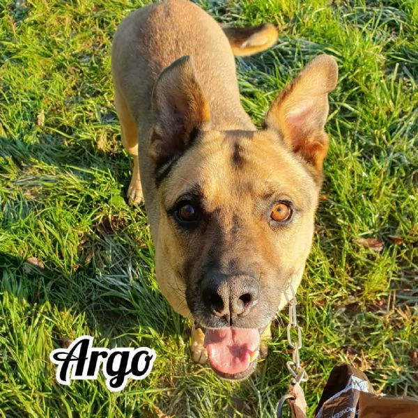 Argo per amanti della razza pitbull | Foto 4