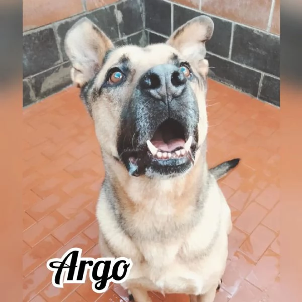Argo per amanti della razza pitbull | Foto 1