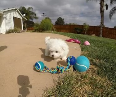 cuccioli di maltese mini toy stupendi | Foto 2