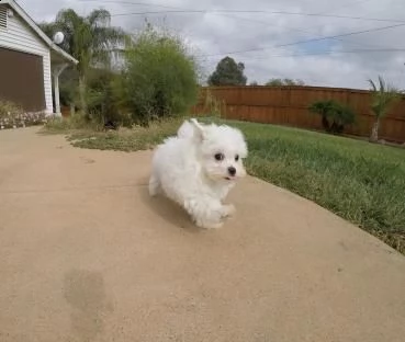 cuccioli di maltese mini toy stupendi | Foto 1