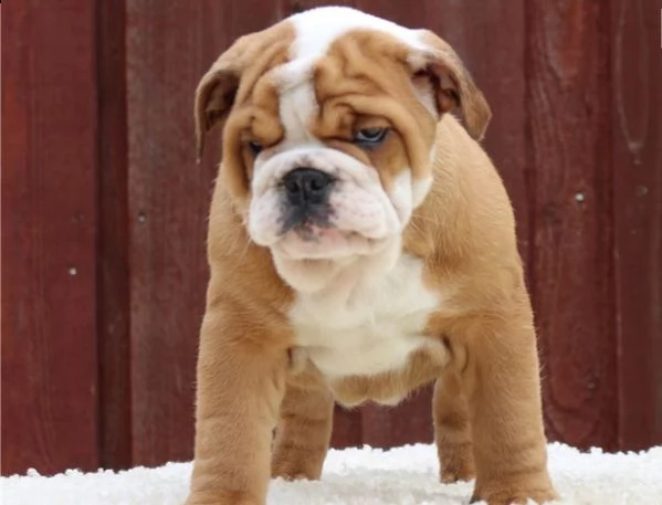cuccioli bulldog inglese con pedigree enci | Foto 2