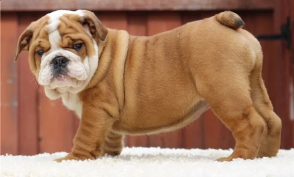 cuccioli bulldog inglese con pedigree enci | Foto 1