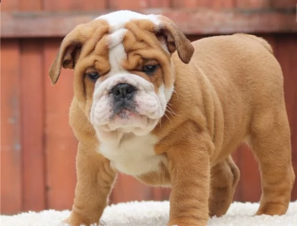 cuccioli bulldog inglese con pedigree enci | Foto 0