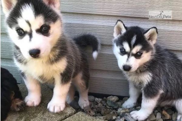 siberian husky occhi color ghiaccio stupendi | Foto 1
