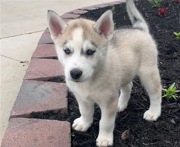 siberian husky occhi color ghiaccio stupendi | Foto 0