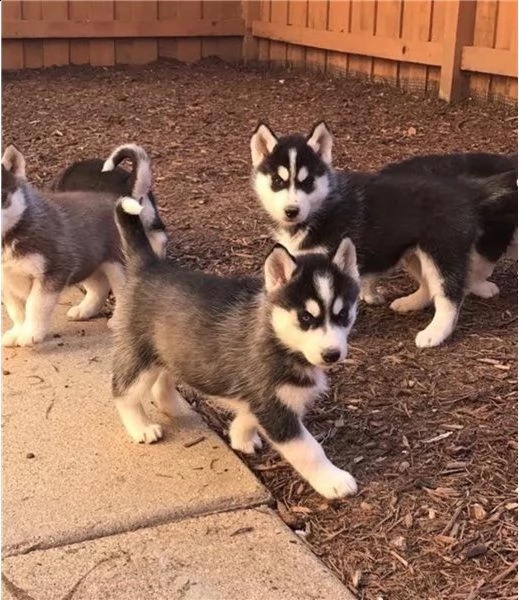siberian husky occhi color ghiaccio stupendi